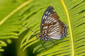 Common Courtesan Euripus nyctelius eupleoides