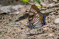 Common Courtesan Euripus nyctelius nyctelius