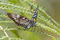 Common Courtesan Euripus nyctelius eupleoides