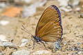 Common Courtesan Euripus nyctelius nyctelius