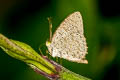 Common Darkie Allotinus horsfieldi permagnus