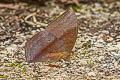 Common Duffer Discophora sondaica despoliata