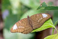 Common Earl Tanaecia julii odilina