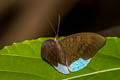 Common Earl Tanaecia julii xiphiones