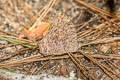 Common Evening Brown Melanitis leda leda