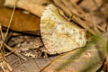 Common Evening Brown Melanitis leda leda