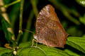 Common Evening Brown Melanitis leda leda