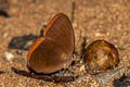 Common Faun Faunis canens arcesilas