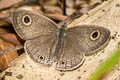 Common Fourring Ypthima heubneri