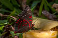 Common Gaucy Baron Euthalia lubentina lubentina