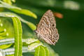 Blue Gem Poritia erycinoides regia