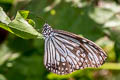 Common Glassy Tiger Parantica aglea melanoides