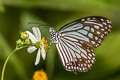 Common Glassy Tiger Parantica aglea melanoides