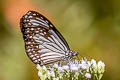 Common Glassy Tiger Parantica aglea melanoides