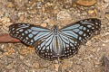 Common Glassy Tiger Parantica aglea melanoides