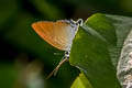 Common Grand Imperial Neocheritra amrita amrita (Dark Grand Imperial)