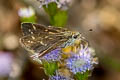 Common Grass Dart Taractrocera maevius sagra