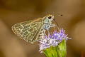 Common Grass Dart Taractrocera maevius sagra