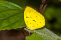 Common Grass Yellow Eurema hecabe hecabe