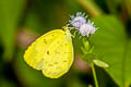 Common Grass Yellow Eurema hecabe hecabe