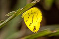 Common Grass Yellow Eurema hecabe hecabe