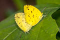 Common Grass Yellow Eurema hecabe hecabe