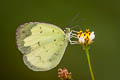 Common Grass Yellow Eurema hecabe hecabe