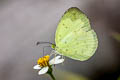 Common Grass Yellow Eurema hecabe hecabe