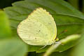 Common Grass Yellow Eurema hecabe hecabe