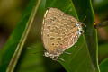 Common Green Oakblue Arhopala eumolphus maxwelli