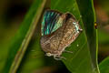 Common Green Oakblue Arhopala eumolphus maxwelli