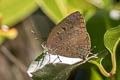 Common Green Oakblue Arhopala eumolphus eumolphus