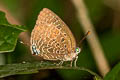 Common Green Oakblue Arhopala eumolphus maxwelli