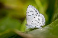 Common Hedge Blue Acytolepis puspa gisca