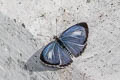 Common Hedge Blue Acytolepis puspa gisca