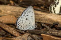 Common Hedge Blue Acytolepis puspa lambi