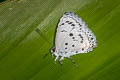 Common Hedge Blue Acytolepis puspa lambi