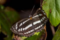 Common Hill Sailor Neptis sappho astola (Himalayan Rusty Sailor)