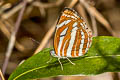 Common Hill Sailor Neptis sappho astola (Himalayan Rusty Sailor)