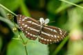 Common Hill Sailor Neptis sappho astola (Himalayan Rusty Sailor)