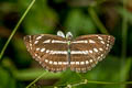 Common Hill Sailor Neptis sappho astola (Himalayan Rusty Sailor)