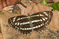 Common Hill Sailor Neptis sappho astola (Himalayan Rusty Sailor)