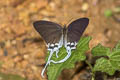 Common Imperial Cheritra freja evansi