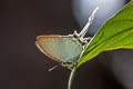 Common Imperial Cheritra freja evansi