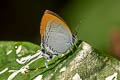 Common Imperial Cheritra freja freja