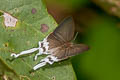 Common Imperial Cheritra freja evansi