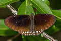 Common Indian Crow Euploea core godartii