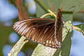 Common Indian Crow Euploea core godartii