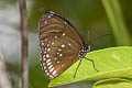 Common Indian Crow Euploea core godartii