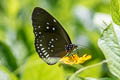 Common Indian Crow Euploea core graminifera